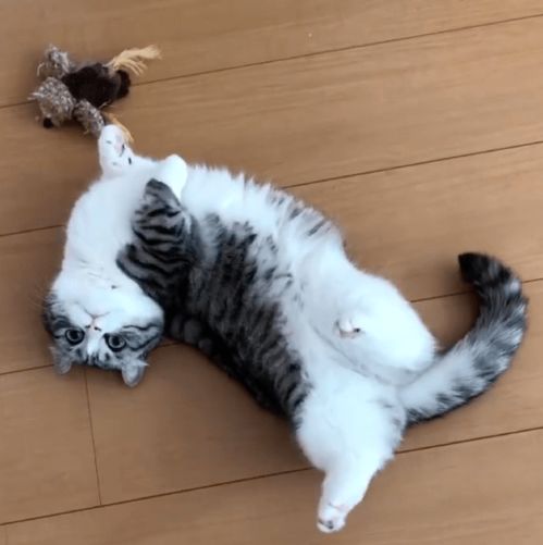 快猫到家 一场治愈心灵的“吸猫”奇遇