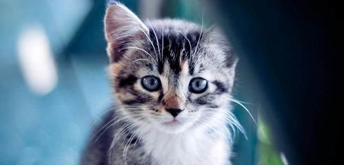 猫咪的尾巴会说话｜揭秘尾巴背后的情感密码