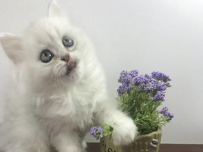 武汉本地CFA注册猫舍 暑期特惠金吉拉幼猫，无忧送货到家