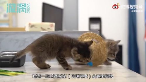快猫副站长的打工记