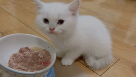 小猫咪Ben到家一周啦 快猫到家的温馨时光