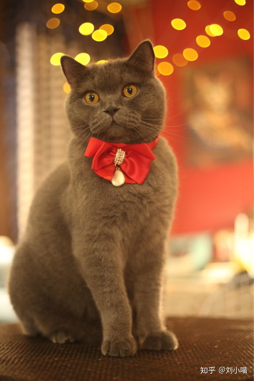 喵星人速递 蓝猫远征，解君相思愁