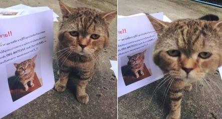 “离家出走”的猫咪说 世界那么大，我想去看看