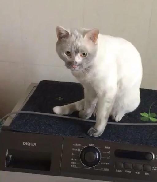 挖煤还是卖萌？淘气猫咪携“战利品”回家笑哭主人