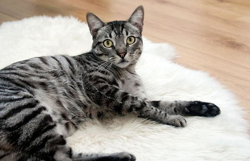 猫咪饮食系列十八 如何为“快猫到家”快速且健康地换粮