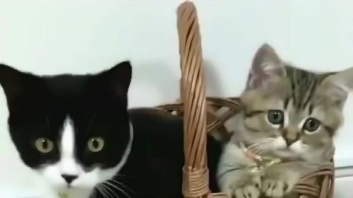 萌宠治愈记 当小猫咪需要“医疗兵”