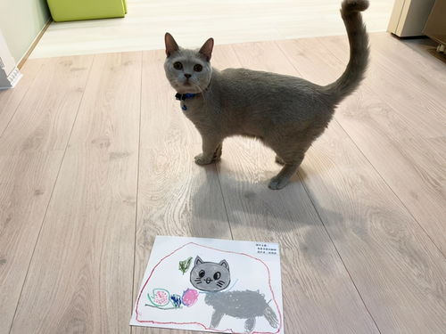 萌宠变身小模特，四岁弟弟成“灵魂画手” 快猫到家的温情作业