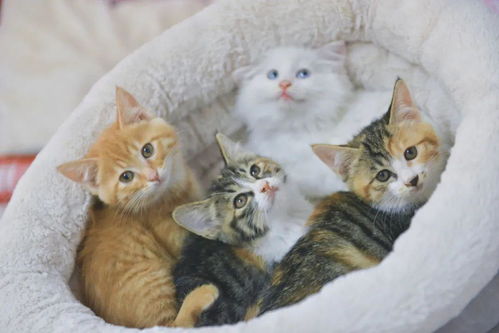 志愿服务暖人心，萌宠救助显温情——记一次特别的志愿者劳动日