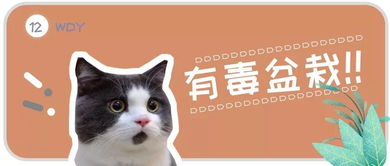 这6种盆栽可能会危及猫咪的生命，快来看看你家有没有