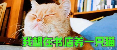书店与猫 一场看似浪漫却需三思的邂逅