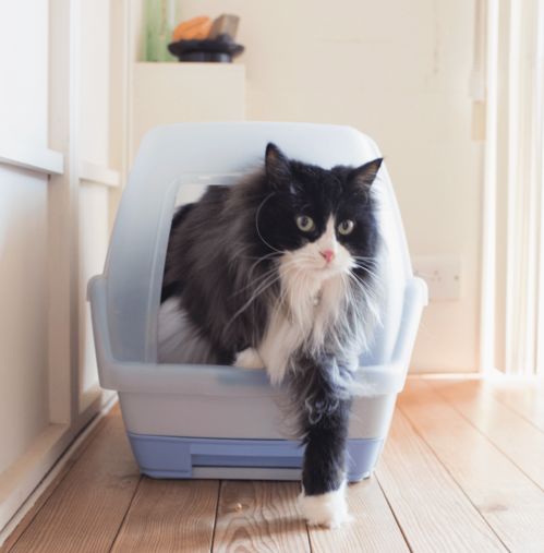 新猫到家，五个“猫礼仪”让主子秒变黏人精！