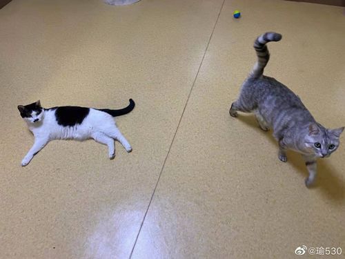 快猫到家，医院新晋“治愈师”，医生快下岗了？