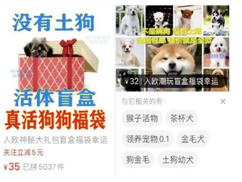 150余只猫狗被装进盲盒,快递公司开车运送,够罚多少